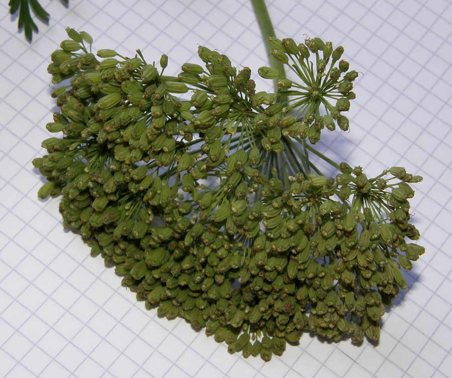 Katapsuxis-silaifolia-07.JPG