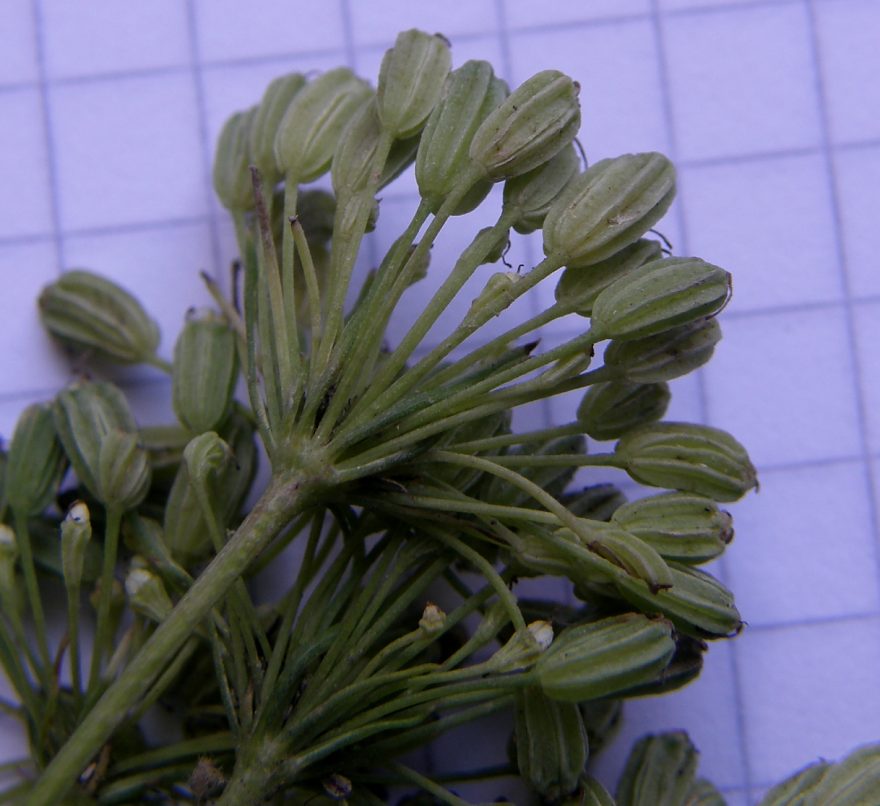 Katapsuxis-silaifolia-10.JPG