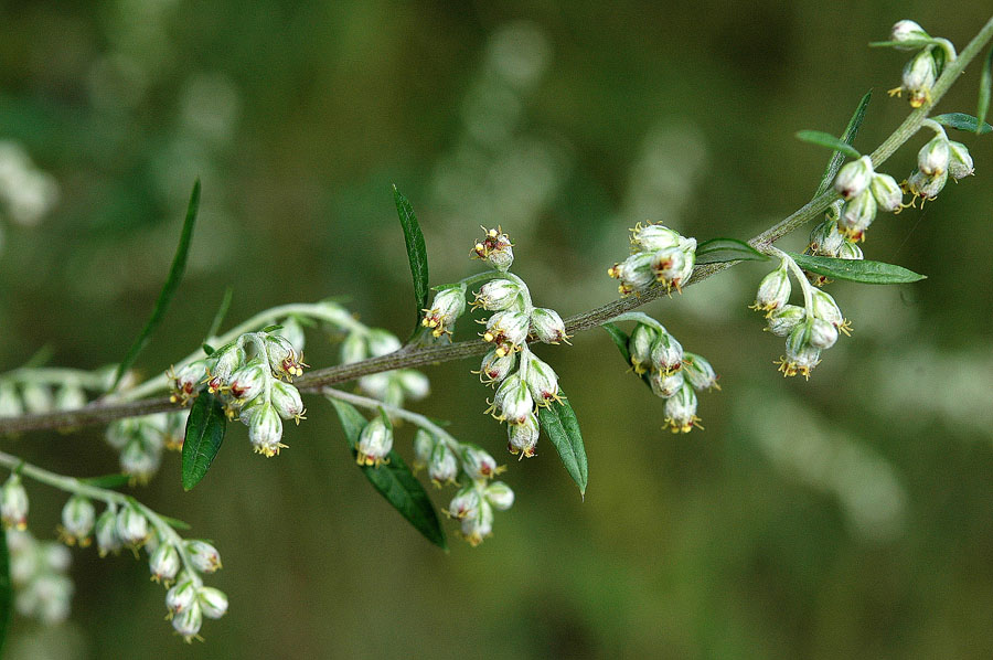 <i>Artemisia vulgaris</i> L.