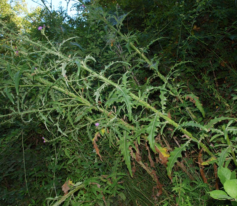 <i>Cirsium creticum</i> (Lam.) d'Urv.