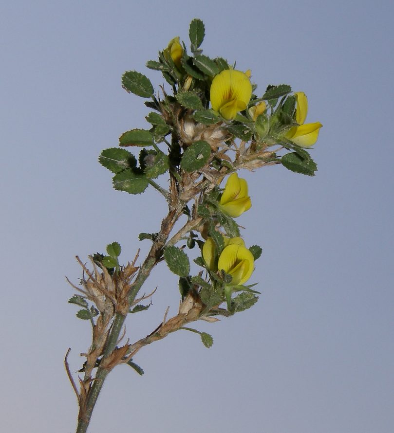 <i>Ononis pusilla</i> L. subsp. <i>pusilla</i>