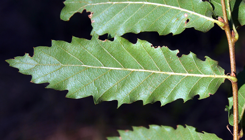 <i>Quercus trojana</i> Webb subsp. <i>trojana</i>