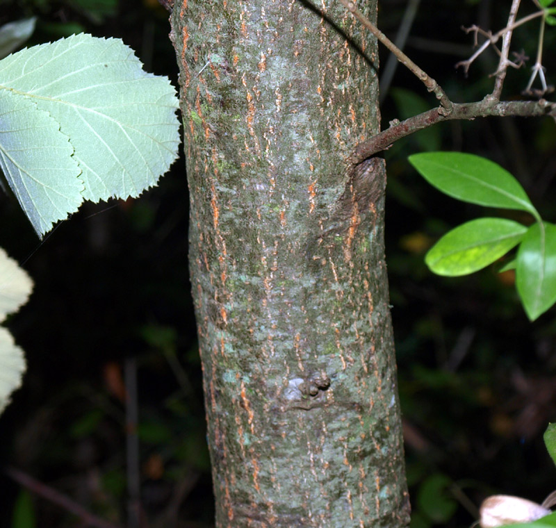 <i>Quercus trojana</i> Webb subsp. <i>trojana</i>