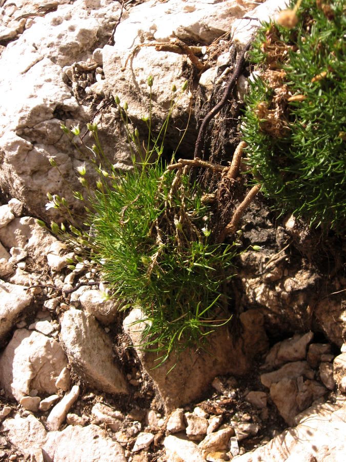 <i>Sabulina austriaca</i> (Jacq.) Rchb.