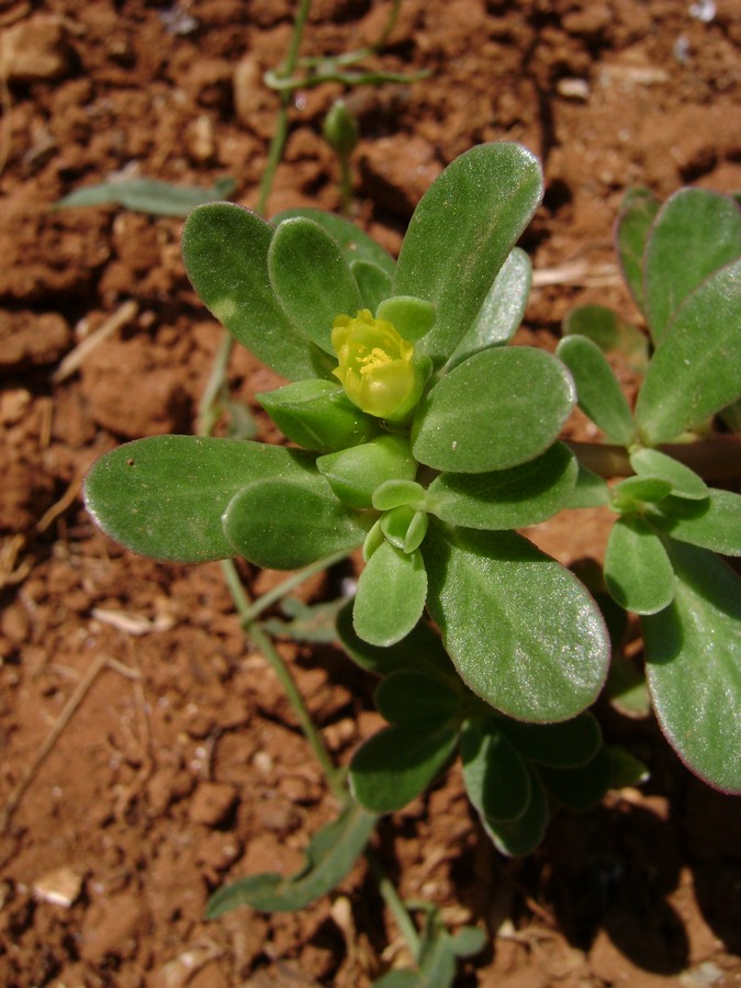 <i>Portulaca oleracea</i> L.