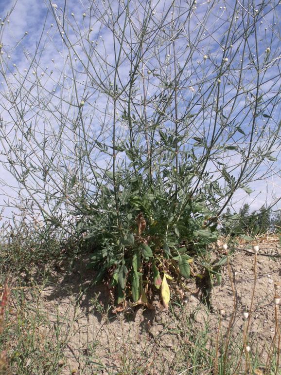 <i>Cephalaria transsylvanica</i> (L.) Roem. & Schult.