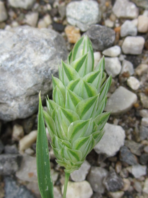 <i>Phalaris canariensis</i> L.