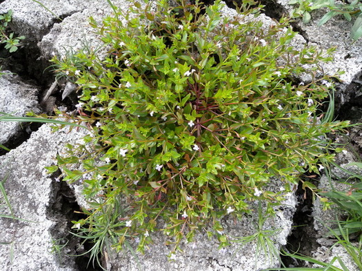 <i>Lindernia dubia</i> (L.) Pennell
