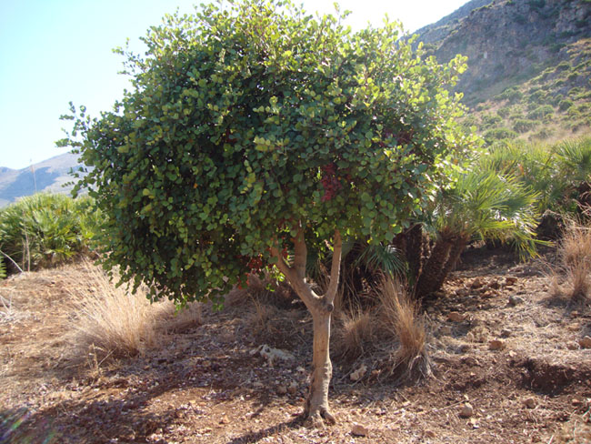 <i>Ceratonia siliqua</i> L.