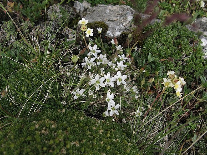 [color=#008000][b][i]Arenaria ciliata[/i] L.[/b]<br />Caryophyllaceae: Arenaria cigliata<br />Tarvisio(UD), 2300 m, lug 2010<br />Foto di Silvano Radivo[/color]