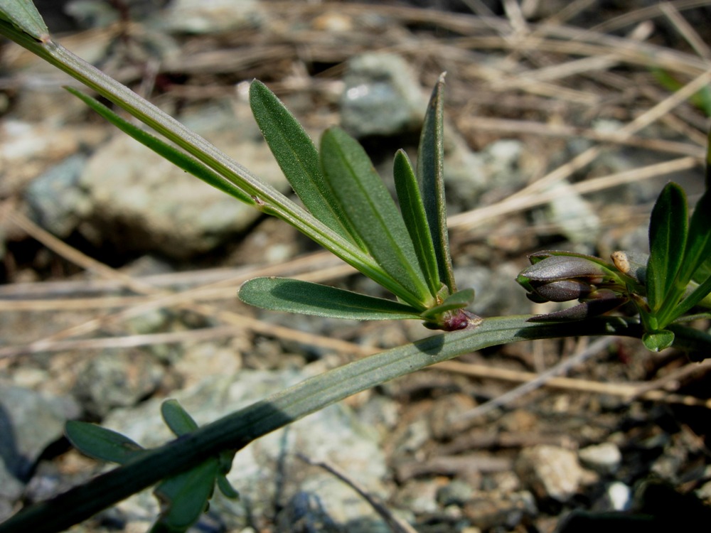 <i>Genista januensis</i> Viv. subsp. <i>januensis</i>