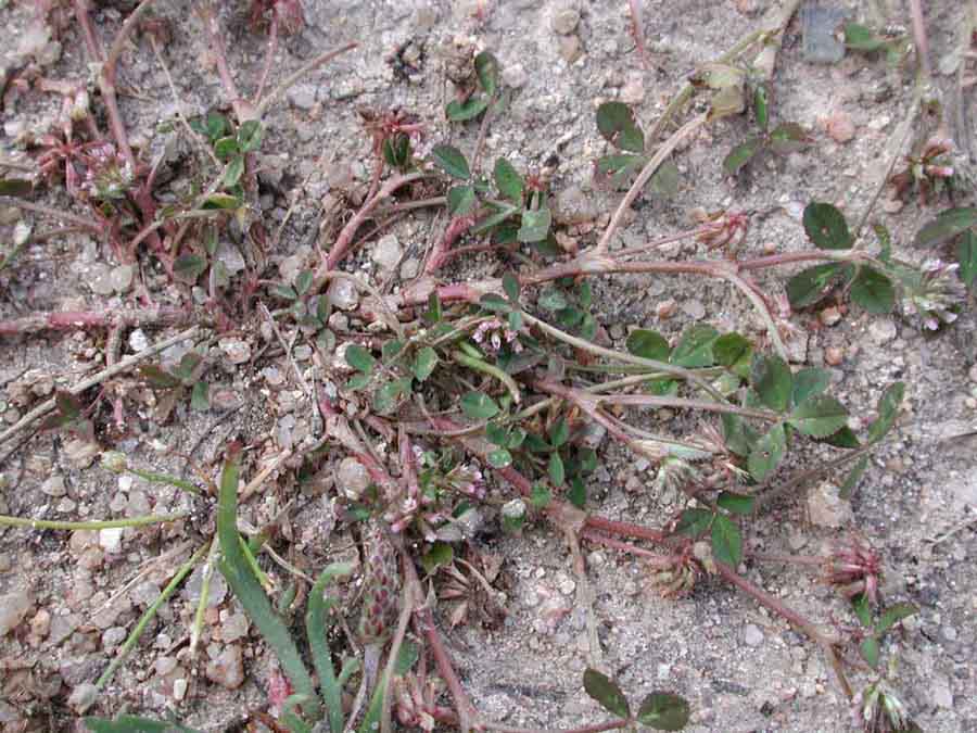 <i>Trifolium cernuum</i> Brot.