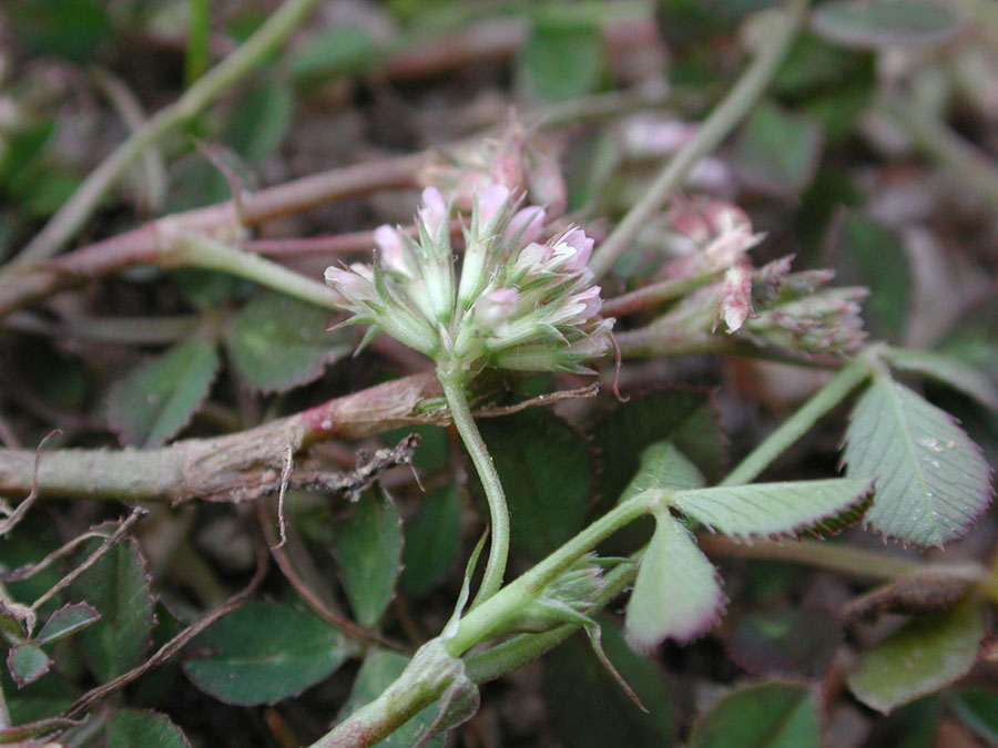 <i>Trifolium cernuum</i> Brot.