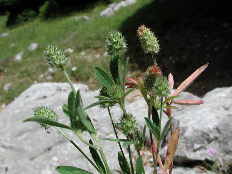 <i>Trifolium phleoides</i> Willd.