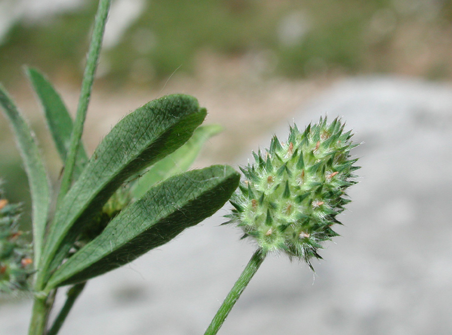 <i>Trifolium phleoides</i> Willd.