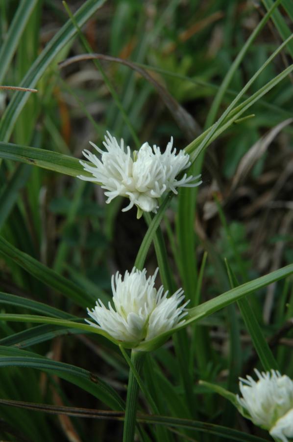 <i>Carex baldensis</i> L.