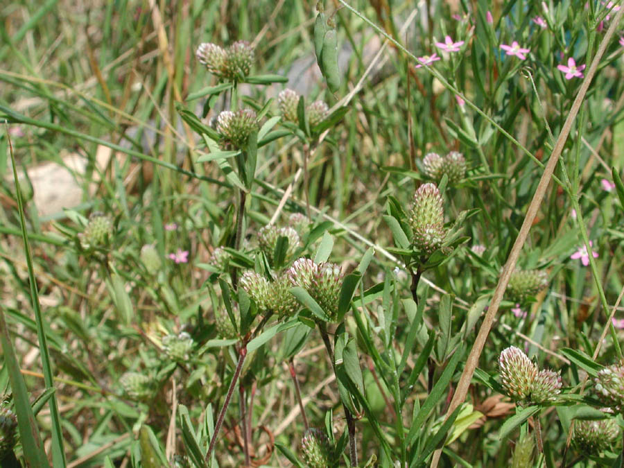 <i>Trifolium bocconei</i> Savi