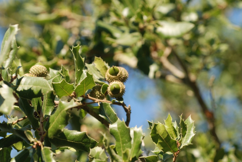 <i>Quercus coccifera</i> L.