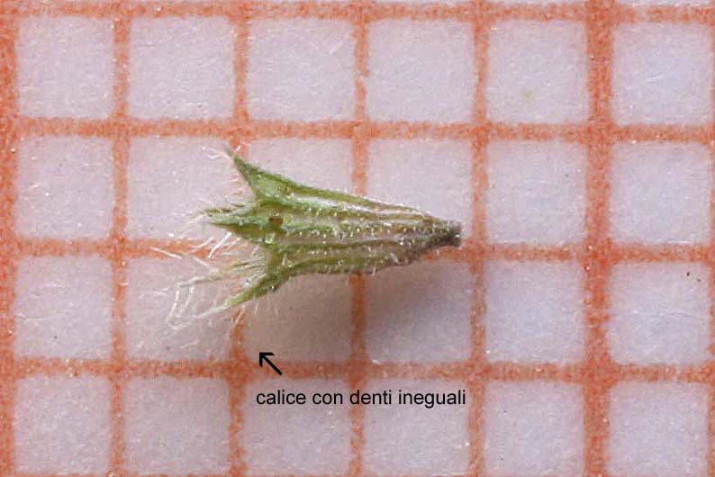 <i>Mentha pulegium</i> L. subsp. <i>pulegium</i>