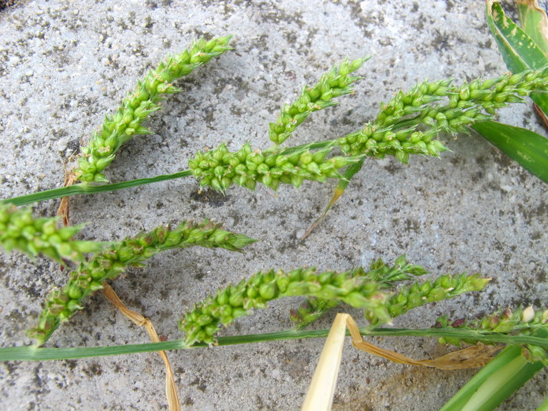 Echinochloa_colona_(L.)_Link. - Poaceae -Giavone meridionale.jpg