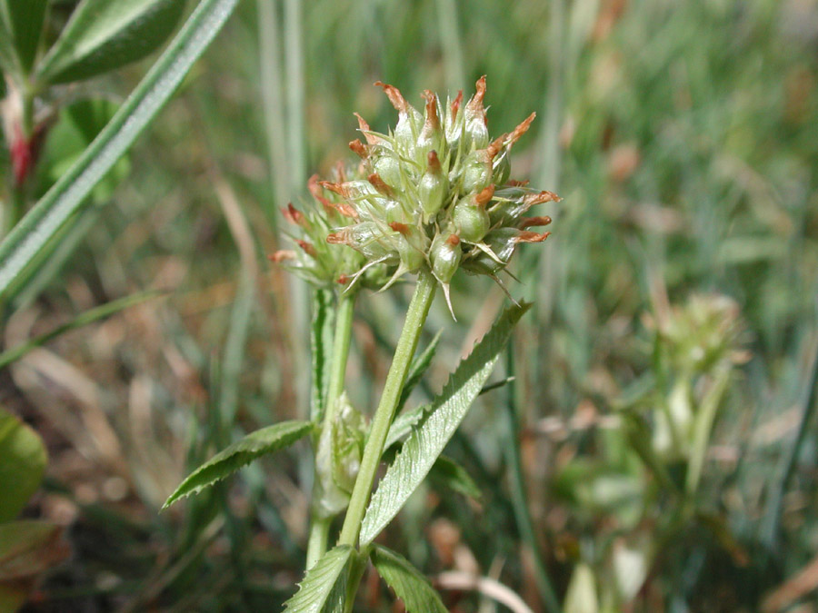 <i>Trifolium strictum</i> L.
