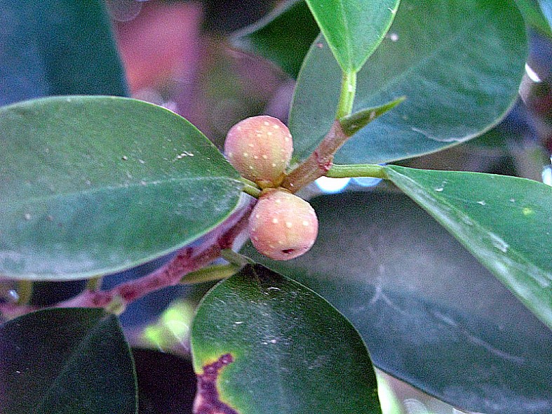 <i>Ficus macrophylla</i> Pers. subsp. <i>columnaris</i> (C.Moore) P.S.Green