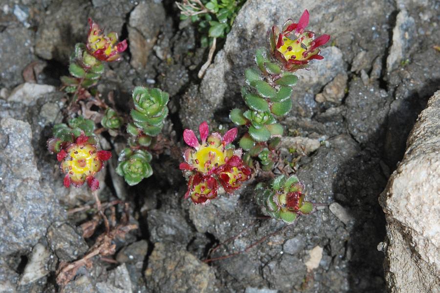 <i>Saxifraga biflora</i> All. subsp. <i>biflora</i>