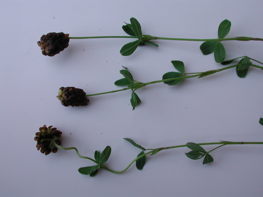 <i>Trifolium spadiceum</i> L.