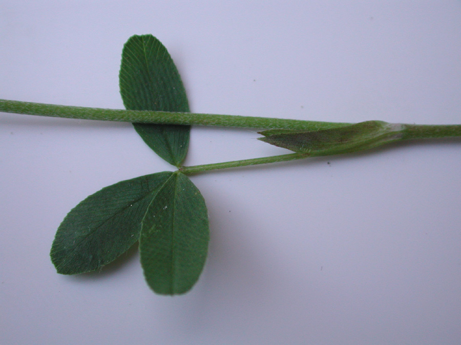 <i>Trifolium spadiceum</i> L.
