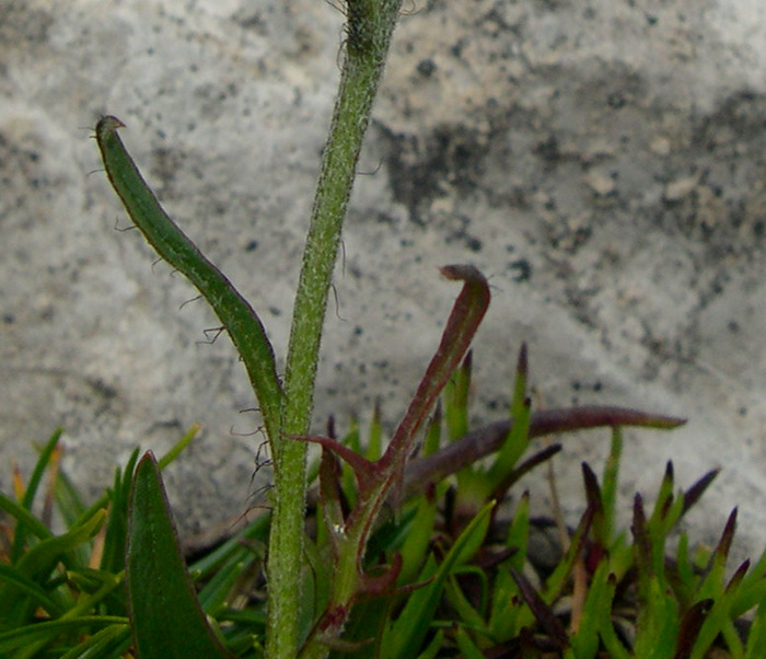 <i>Crepis jacquinii</i> Tausch subsp. <i>kerneri</i> (Rech.f.) Merxm.