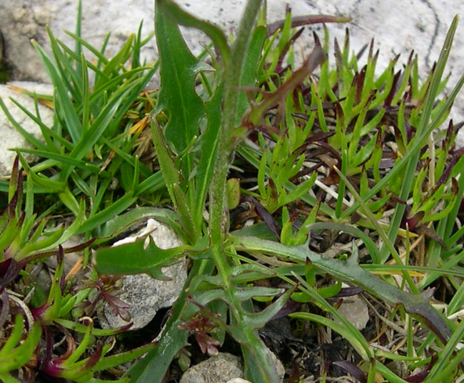 <i>Crepis jacquinii</i> Tausch subsp. <i>kerneri</i> (Rech.f.) Merxm.