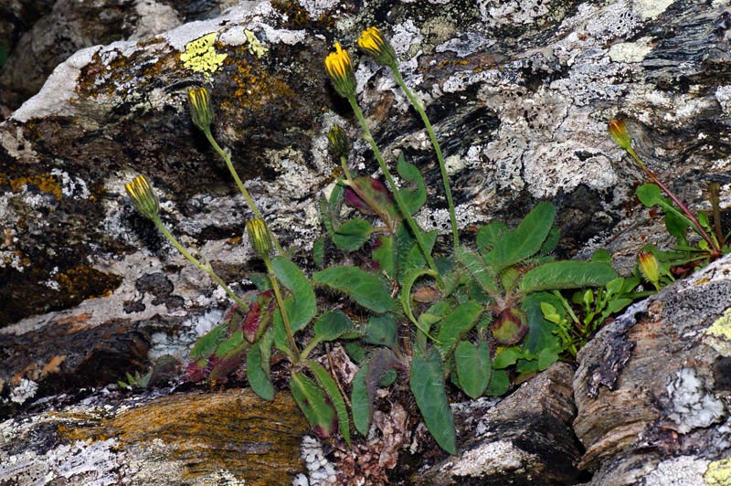 <i>Hieracium schmidtii</i> Tausch subsp. <i>brunelliforme</i> (Arv.-Touv.) O.Bolòs & Vigo