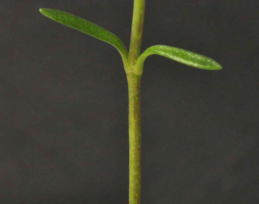 <i>Moehringia ciliata</i> (Scop.) Dalla Torre