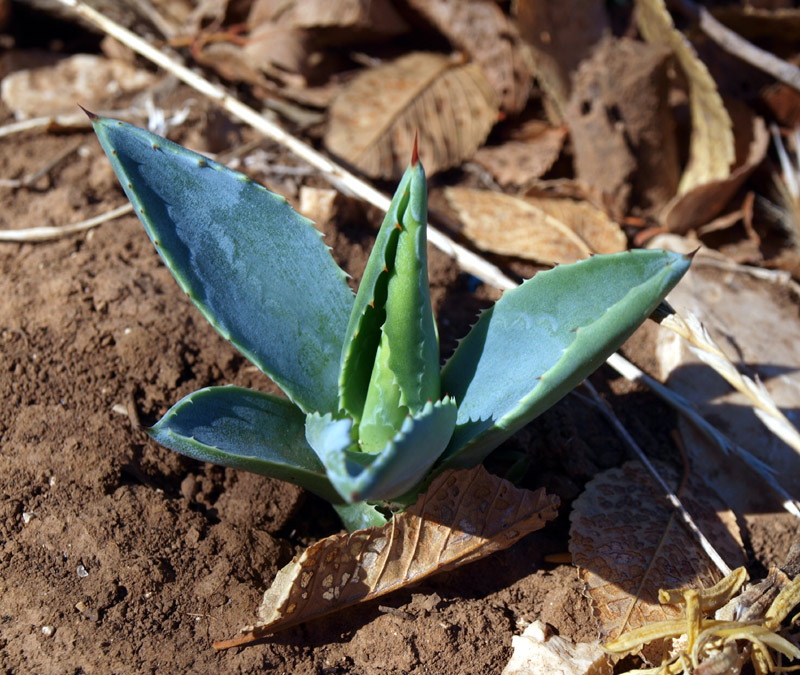 <i>Agave americana</i> L. subsp. <i>americana</i>