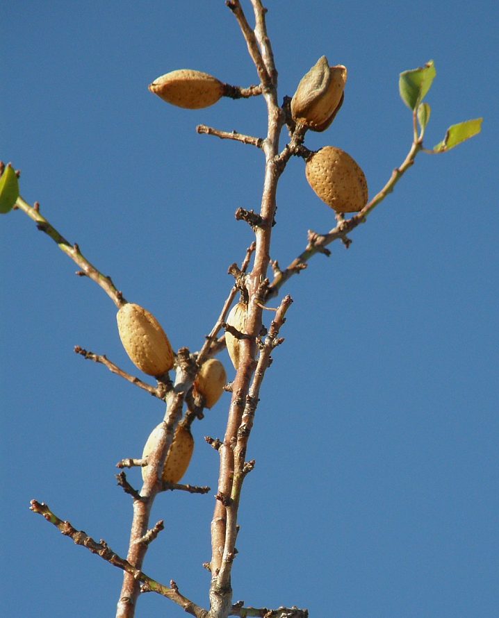 <i>Prunus dulcis</i> (Mill.) D.A.Webb