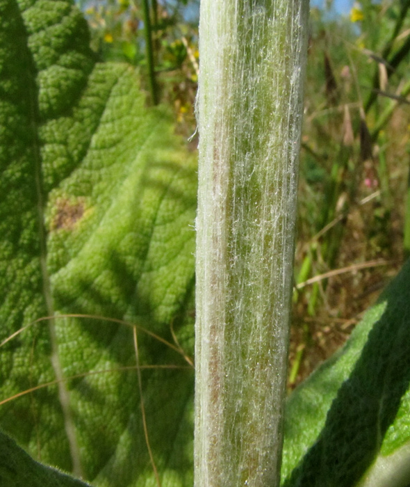 <i>Salvia aethiopis</i> L.