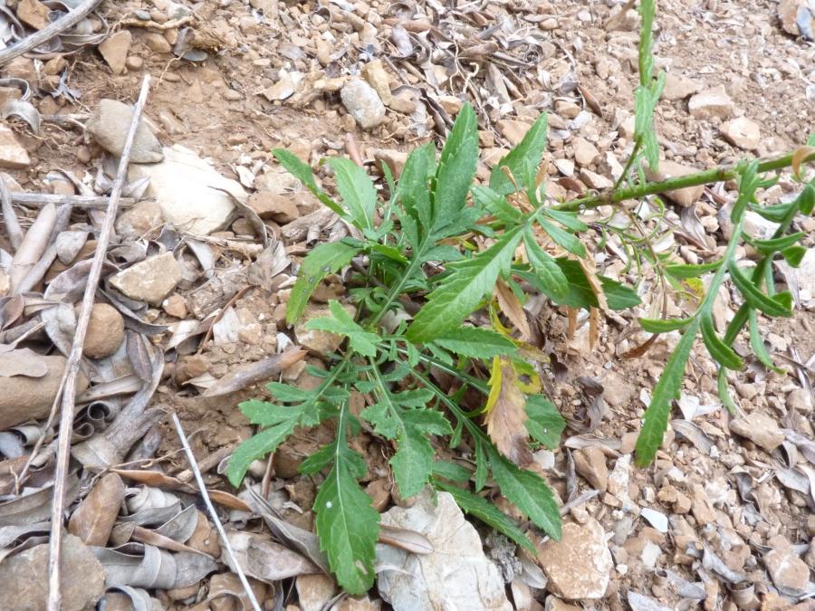 <i>Cephalaria leucantha</i> (L.) Roem. & Schult.