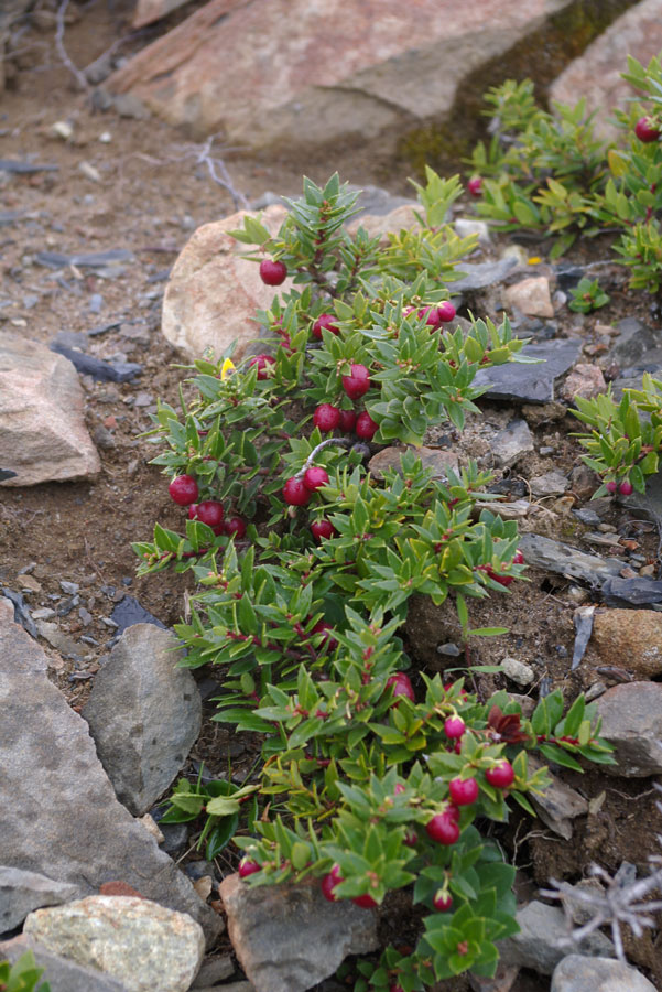 Ericaceae-Pernettya-mucronata-3.jpg