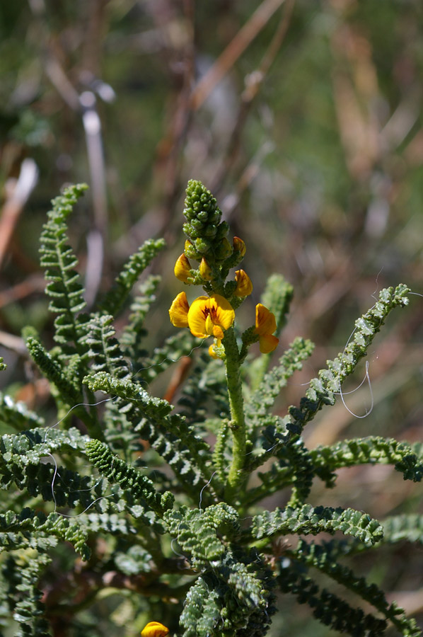 Fabaceae-Adesmia-boronioides-3.jpg