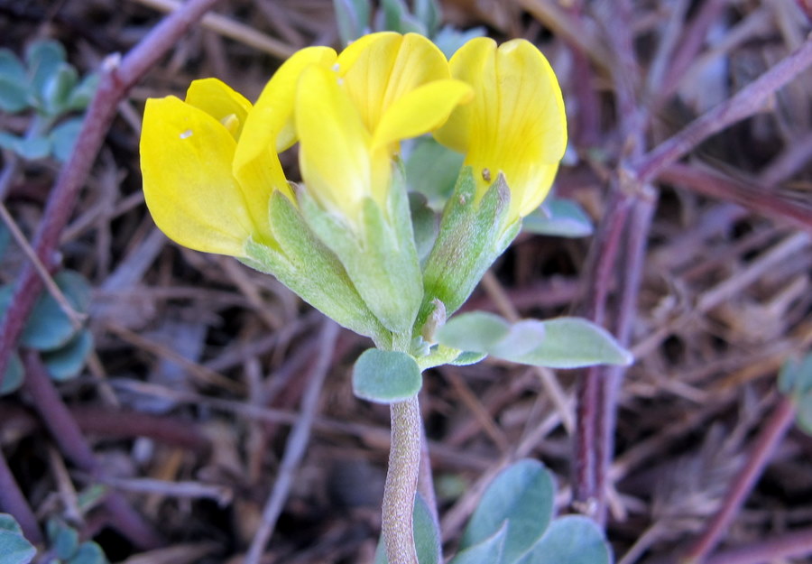 Lotus_cytisoides_L. - Fabaceae -  Ginestrino delle scogliere (7).jpg