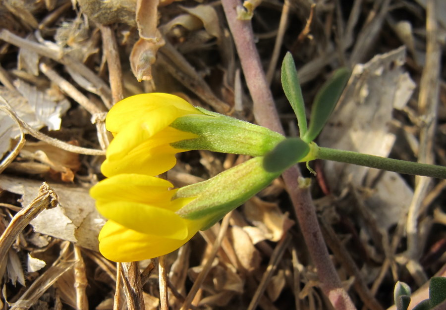 Lotus_cytisoides_L. - Fabaceae -  Ginestrino delle scogliere (12).jpg