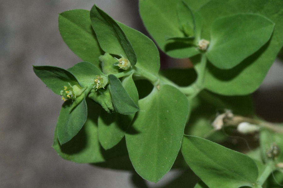 <i>Euphorbia peplus</i> L.
