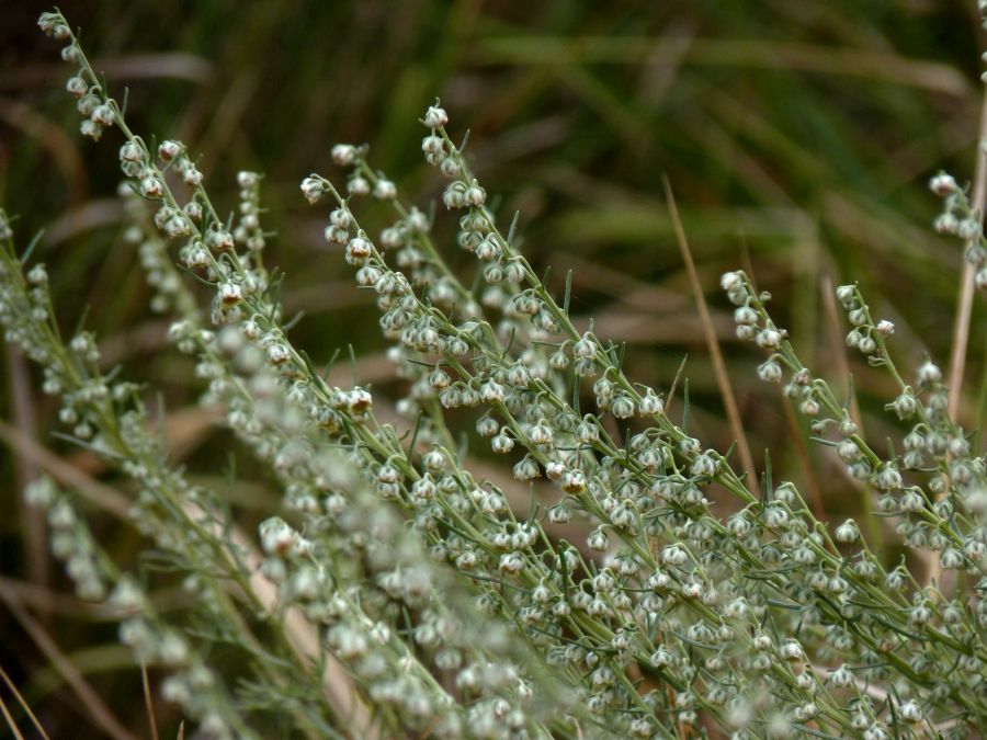 <i>Artemisia alba</i> Turra