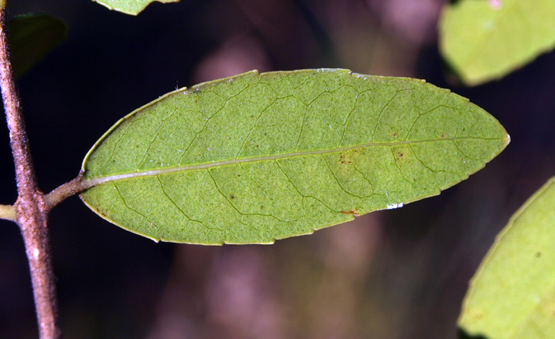 <i>Phillyrea latifolia</i> L.