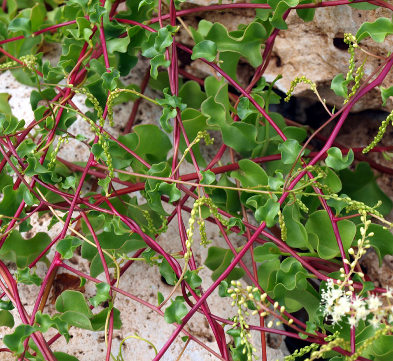 <i>Anredera cordifolia</i> (Ten.) Steenis