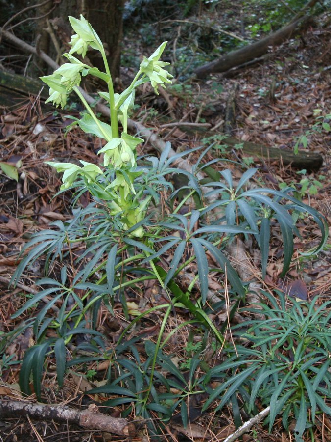 <i>Helleborus foetidus</i> L. subsp. <i>foetidus</i>