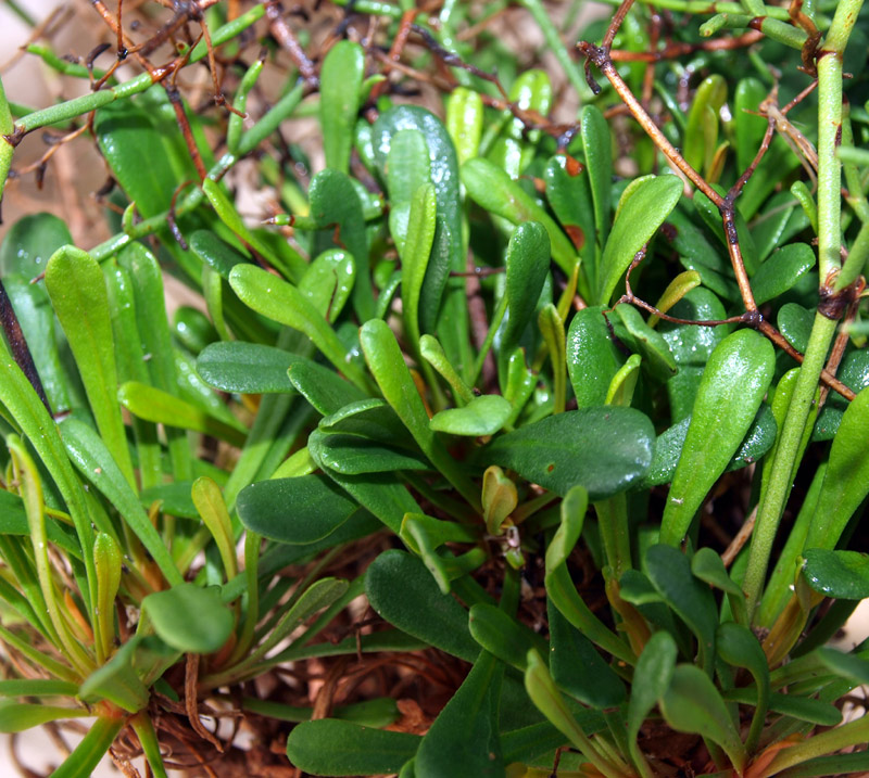 <i>Limonium bellidifolium</i> (Gouan) Dumort.