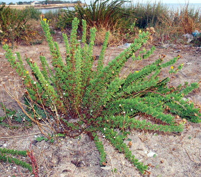 <i>Limbarda crithmoides</i> (L.) Dumort. subsp. <i>longifolia</i> (Arcang.) Greuter