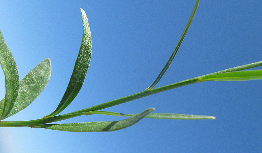 <i>Campanula scheuchzeri</i> Vill. subsp. <i>pollinensis</i> (Podlech) Bernardo, Gargano & Peruzzi
