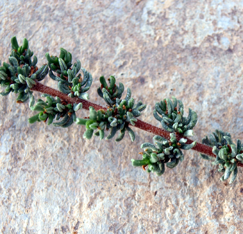 <i>Frankenia laevis</i> L. subsp. <i>laevis</i>